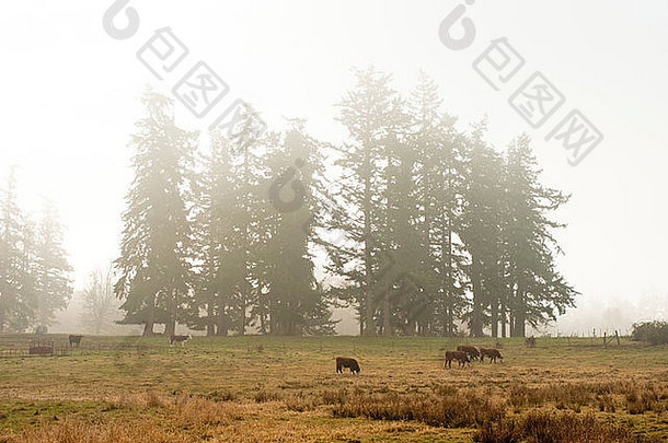 牛吃草场多雾的早....lummi岛华盛顿太平洋西北