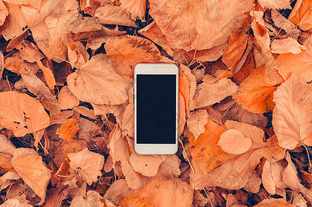 白色智能手机空白模拟屏幕色彩斑斓的秋天的叶子背景