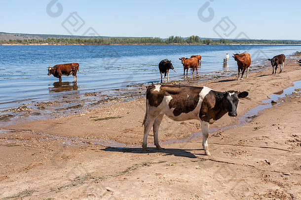 牛群河热夏天一天