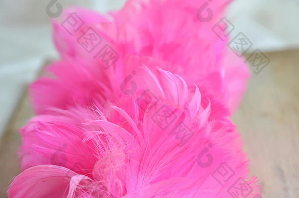 粉红色的木灰尘鸡羽毛纹理背景