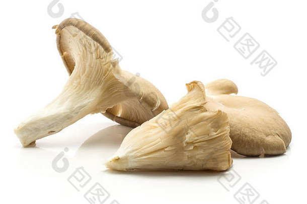 牡蛎蘑菇普通蘑菇鸵鸟品种比较孤立的白色背景生未煮过的