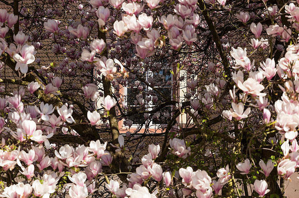 单窗口粉红色的画建筑隐藏的花朵木兰树春天