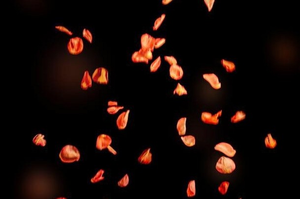 浮动橙色红色的玫瑰花瓣孤立的黑色的背景