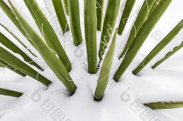 龙舌兰植物雪