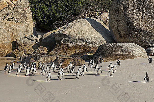 非洲企鹅spheniscus德梅勒斯未来水博尔德海滩西蒙斯小镇西方角南非洲