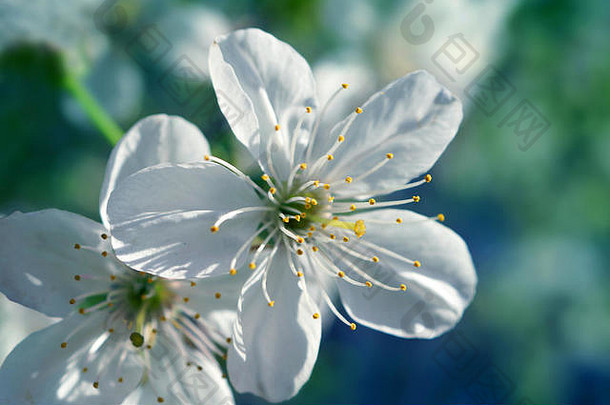 樱桃花朵<strong>白色樱花</strong>花