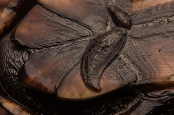 水蛭一般寄生于海龟基诺斯特农麝香乌龟水蛭附加底壳牌