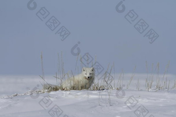 北极狐狸狐lagopus隐藏草雪地面阿维亚斯努勒维特加拿大