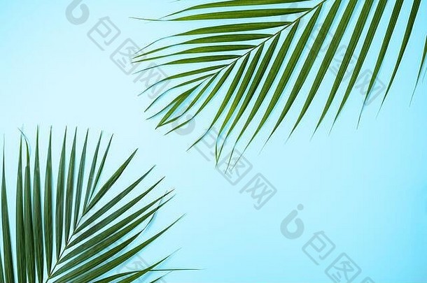 美丽的热带棕榈monstera叶子分支孤立的明亮的蓝色的背景前视图平躺开销夏天美空白设计re