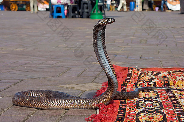 蛇魅力Cobra跳<strong>舞</strong>著名的马拉喀什<strong>广场</strong>德吉马Fna)摩洛哥