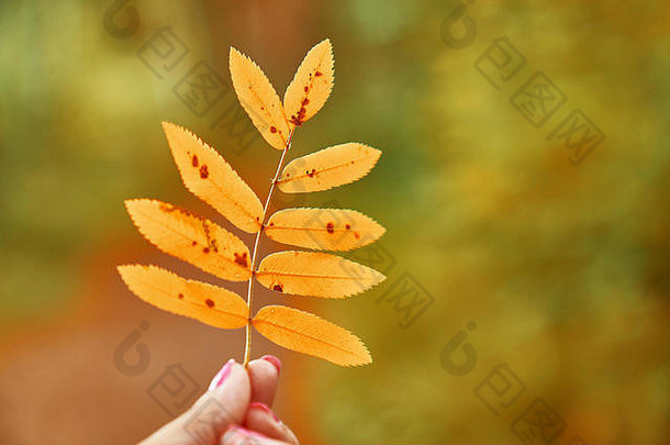 女人手指持有黄色的秋天叶