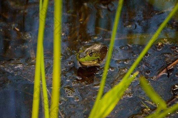 缅因州青蛙草