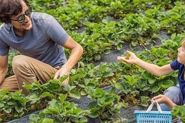 父亲儿子蹒跚学步的男孩有机草莓农场夏天挑选浆果横幅长格式