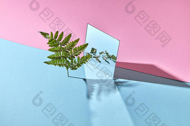 作文镜子反射叶子分支机构蕨类植物蓝色粉色背景复制空间