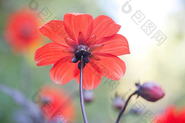 背后美丽的红色的Aster花完美的形式花瓣卡利斯特弗斯中国艺术玛格丽特