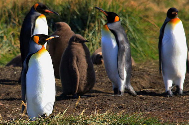 王企鹅Aptenodytes巴塔哥尼库斯年轻的殖民地建立了土地的火智利