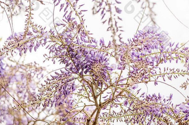特写镜头图像美丽的春天开花紫藤攀爬植物精致的长紫色的花