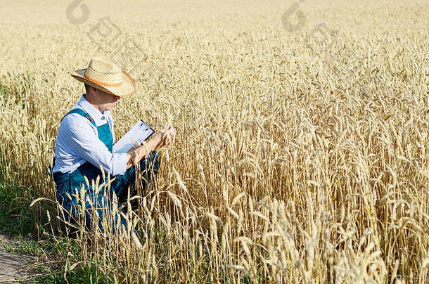 农民剪贴板检查作物小麦场