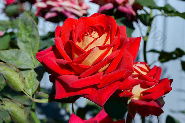 大美丽的红色的玫瑰叶子玫瑰布什