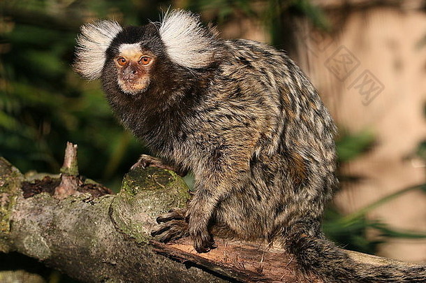 南美国常见的绒猴卡利斯里克斯jacchus本地的东北海岸巴西