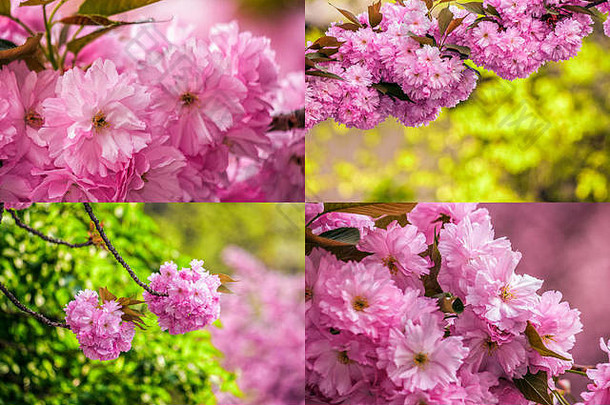 集图片粉红色的花分支机构日本樱花开花了模糊背景春天花园