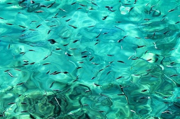 鱼游泳蓝色的水晶清晰的水