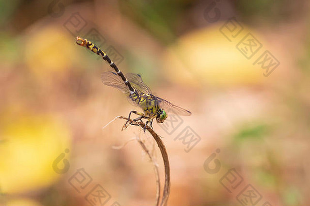 关闭小pincertail绿眼hook-tailed蜻蜓甲蛾forcipatus休息阳光植被黄色的身体绿色眼睛