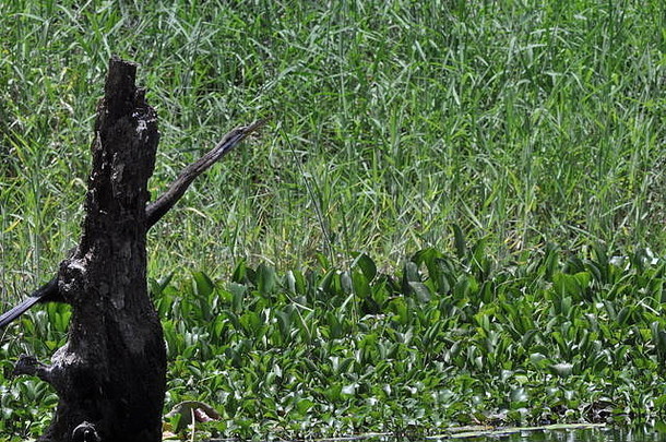 澳大拉西亚人darter美洲蛇鸟腹干燥翅膀中间画餐罗斯河汤斯维尔澳大利亚