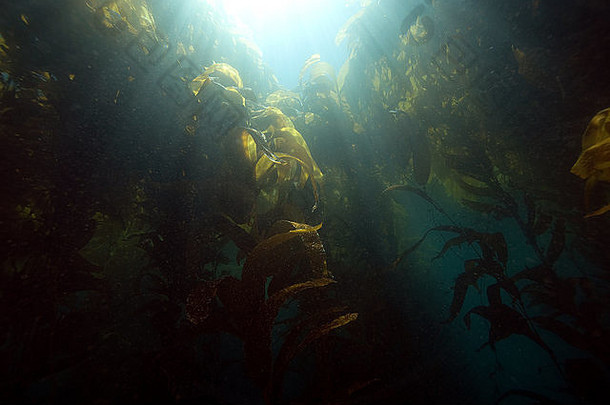 水下加州海带森林