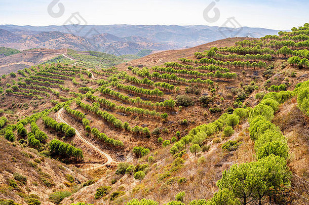 松森林卡乔波北部部分阿尔加夫葡萄牙