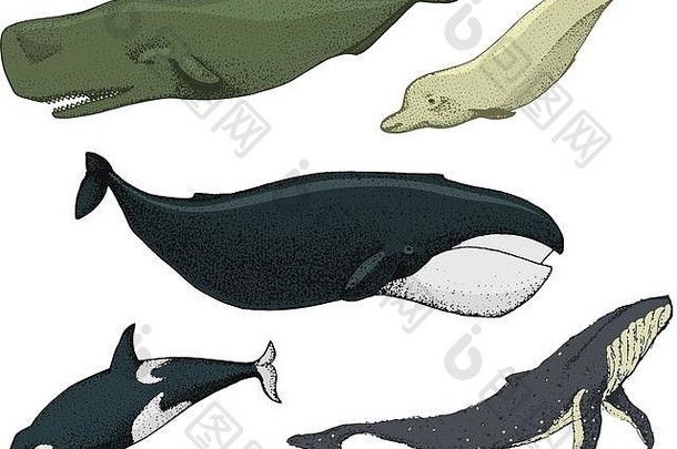 蓝色的鲸鱼海洋生物长须鲸座头鲸北极露脊鲸杀手精子北部宽吻海豚海动物刻手画草图古董风格