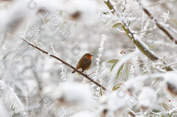 孤独的红色的罗宾栖息分支雪