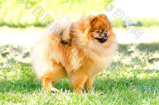 一边视图小年轻的美丽的毛茸茸的橙色波美拉尼亚的小狗狗站草砰的一声狗被认为是