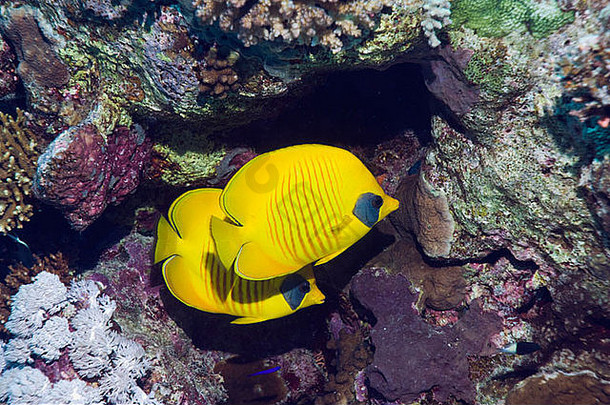 金<strong>蝴蝶</strong>鱼车齿龙semilarvatus一对珊瑚岩石紫色的包馅机珊瑚藻类埃及红色的<strong>海</strong>