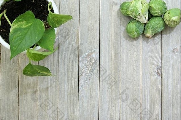 新鲜的生布鲁塞尔豆芽卷心菜苍白的用板条做的木表面桌子上前爱丽儿视图的角度来看盆栽房子植物他来了