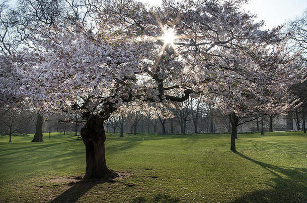 春天开花阳光明媚的一天詹姆斯的公园伦敦