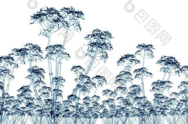 x射线图像花孤立的白色园艺插图