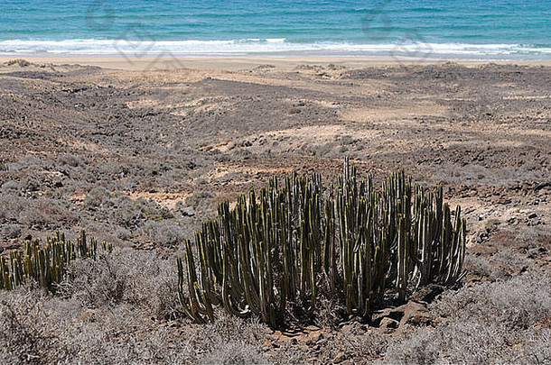 大戟科canariensis金丝雀岛Fuerteventura西班牙
