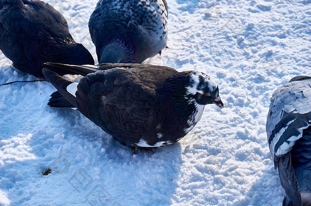 群鸽子!搜索食物冬天季节