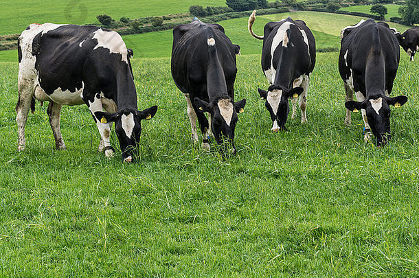 威尔士牛放牧绿色牧场彭布罗克希斯