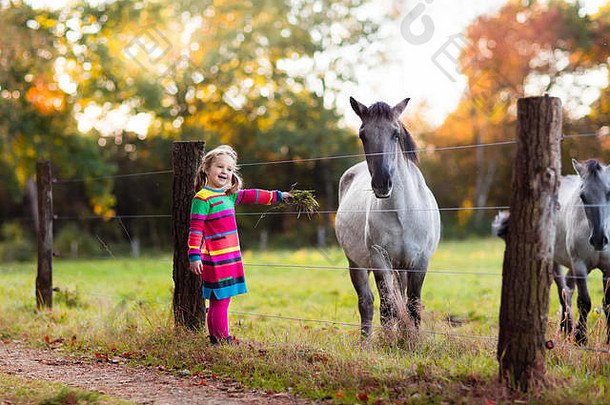 女孩喂养马孩子玩宠物马孩子喂养动物牧场冷秋天一天家庭农场