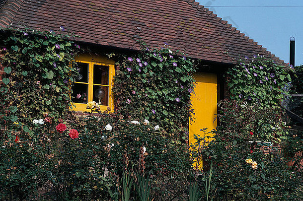 紫色的早....荣耀小屋黄色的通过窗口