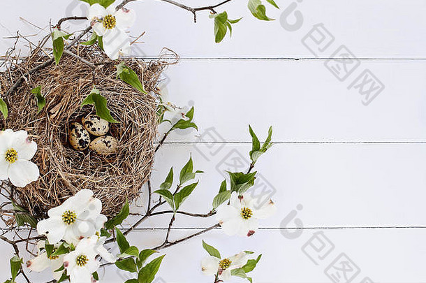 鸟巢斑点鸡蛋白色乡村木表格前在开花山茱萸分支机构花图像拍摄复制空间