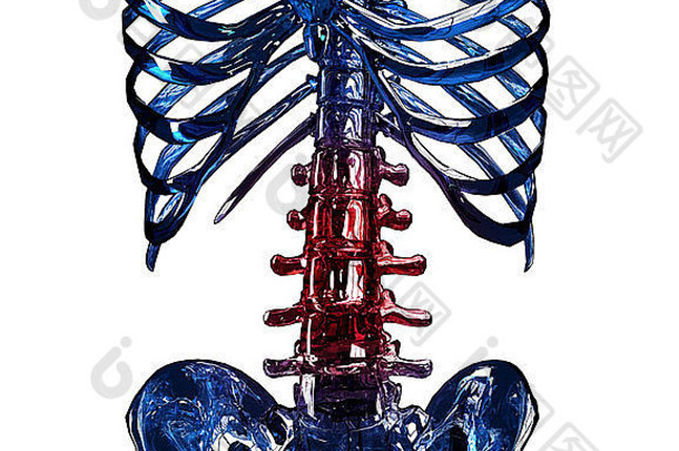 骨架概念关闭脊髓胸部疼痛孤立的白色背景