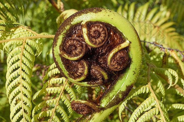 格罗夫展开叶状体新西兰黑色的树蕨类植物<strong>我妈妈</strong>毛利象征开始