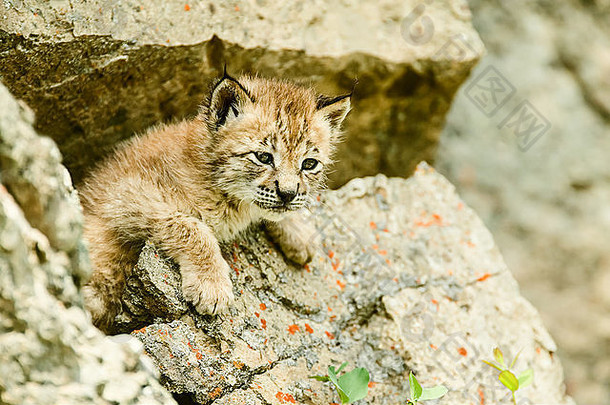 西伯利亚猞猁小<strong>猫</strong>攀爬岩石