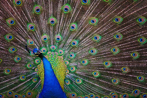 美丽的孔雀展示色彩鲜艳的尾巴宽开放