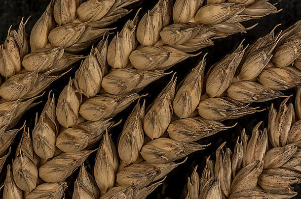 特写镜头小麦小麦属植物耳朵视觉比喻概念饥荒比喻食物安全日益增长的食物