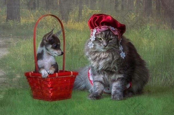 年轻的猫图像红色的骑罩