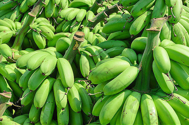 “kluay凯种类香蕉泰国更喜欢植物kampaengphet省
